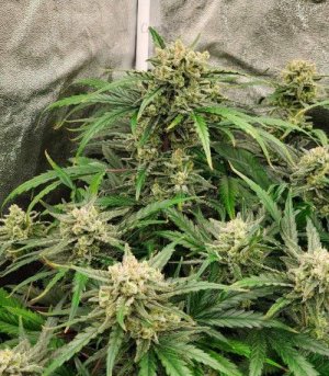 super_lemon_haze_auto.jpg super_lemon_haze_auto.jpg