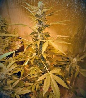 CBD_Auto_white_widow.jpg