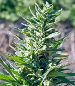 Durban_poison.jpg Durban_poison.jpg