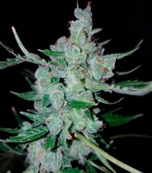 White_Widow_Original_Auto.jpg