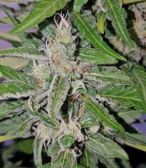 Deep_Purple_Haze_Auto.jpg Deep_Purple_Haze_Auto.jpg