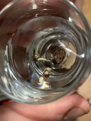 IMG_6175.jpeg