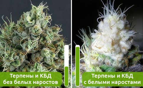 rasteniya-s-belymi-narostami-na-socvetiyah__ln7V4XO5hBkQHiGW.jpg
