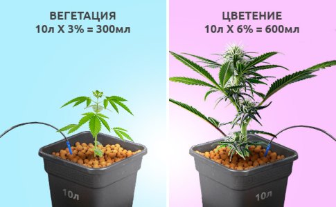 kak-sdelat-avtopoliv-konopli__m3KWpd6Hak0B9nvN.jpg