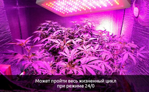 Ne-nuzhdayutsya-v-polnoj-temnote__pkCwDuRflGLdEOuk.jpg