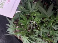 IMG_4228.jpeg