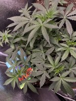 IMG_4138.jpeg