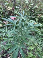 IMG_0519.jpeg