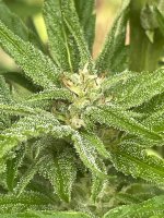 IMG_0569.jpeg