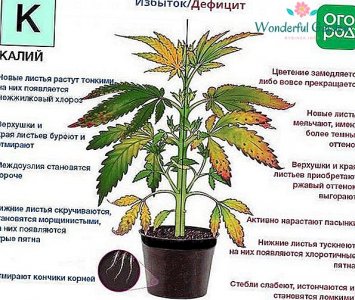 kalijnie-udobreniya-chto-eto-takoe-ih-nazvaniya-znachenie-i-primenenie-3.jpg