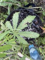 IMG_7187.jpeg