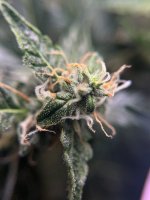 IMG_5248.jpeg