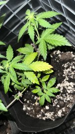 IMG_4209.jpeg