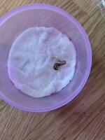 IMG_8766.jpeg