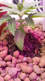 IMG_20250930_220726.jpg