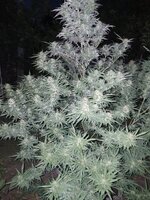 IMG-20251003-WA0001.jpg