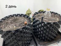 IMG_0379.jpeg