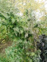 IMG_20251024_111654_302.jpg