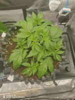 IMG_20251029_080525.jpg