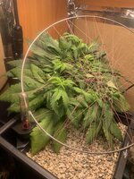 IMG_9116.jpeg