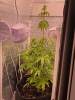 IMG_2272.jpeg