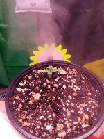 IMG_20251113_174903.jpg