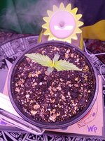 IMG_20251116_023952.jpg