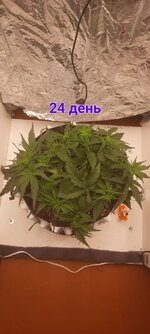 IMG_20251117_213845_133.jpg