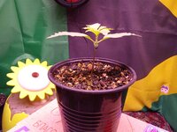 IMG_20251120_085403.jpg