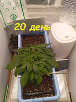 20 дн (1).jpg