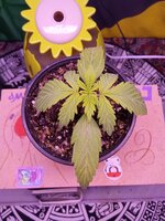 IMG_20251124_061232.jpg