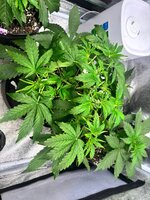 IMG_20251126_220139_717.jpg