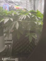 IMG_20251122_063317.jpg