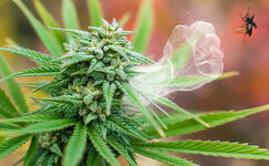 funkcii-terpenov__krkHrgTWqMhk3bbC.jpg