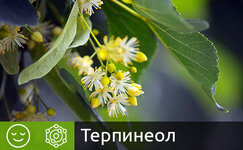 terpineol__7razdhgQNsWe6bHA.jpg