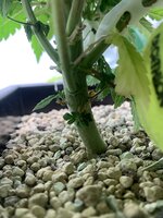 IMG_9237.jpeg