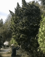 Adobe Express - 2_5361652011991302381.gif