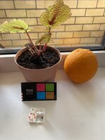 IMG_1865.jpeg