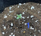 IMG_1901.jpeg