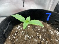IMG_1954.jpeg