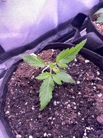 IMG_4937.jpeg