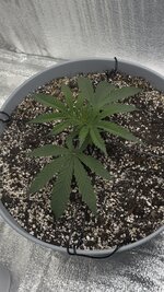 IMG_6335.jpeg