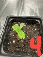 IMG_5069.jpeg