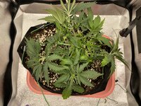 IMG_2059.jpeg