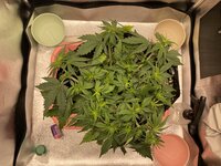 IMG_2085.jpeg