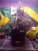 IMG_20260108_025530.jpg
