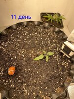 IMG_2519.jpeg