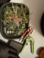 IMG_5612.jpeg
