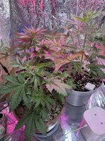 IMG_7348.jpeg