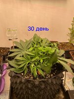 IMG_2965.jpeg
